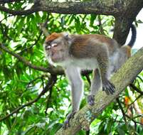 Image of Long-tailed Macaque