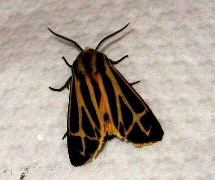 Image of Harnessed Tiger Moth