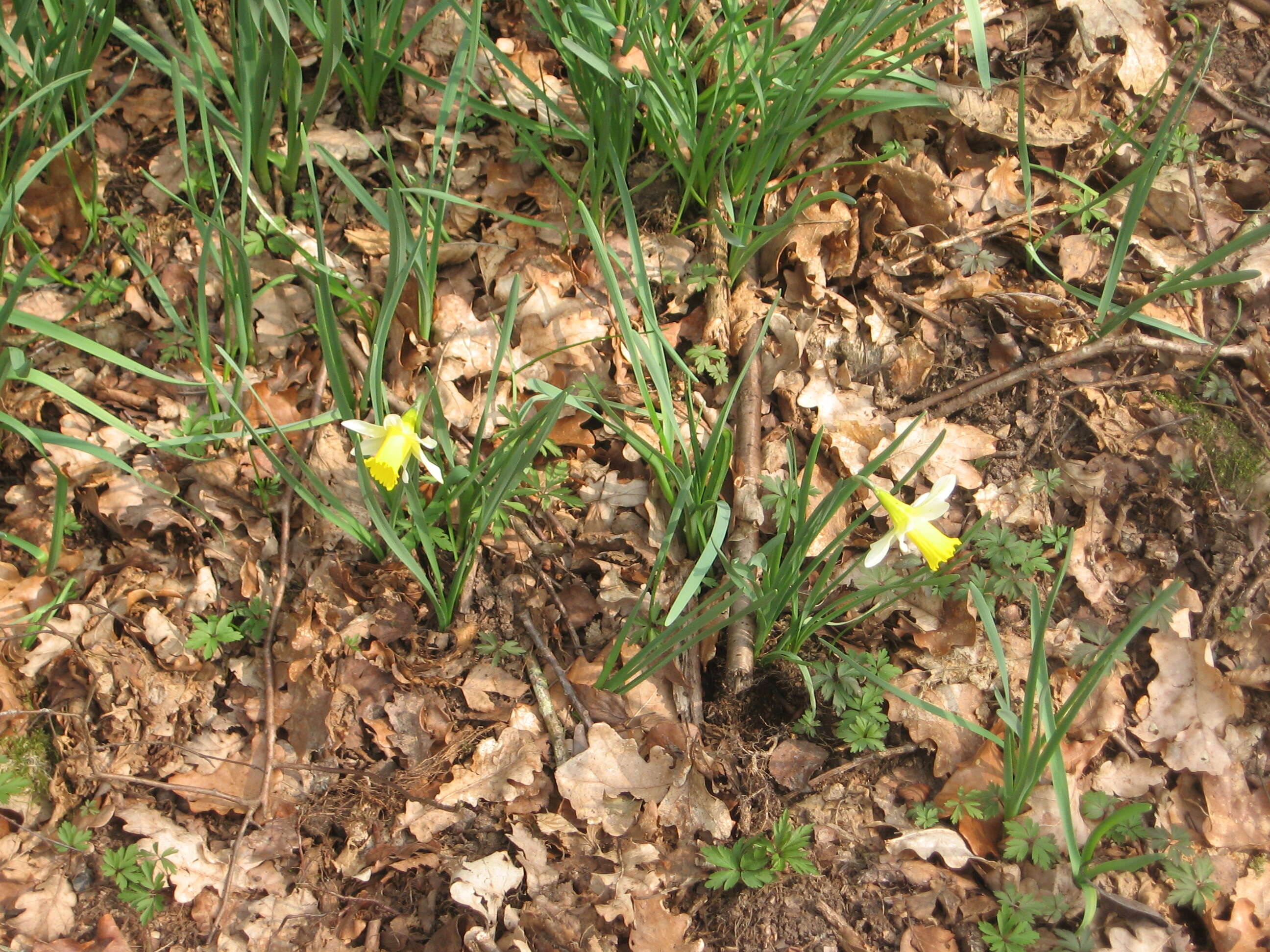 Image of daffodil