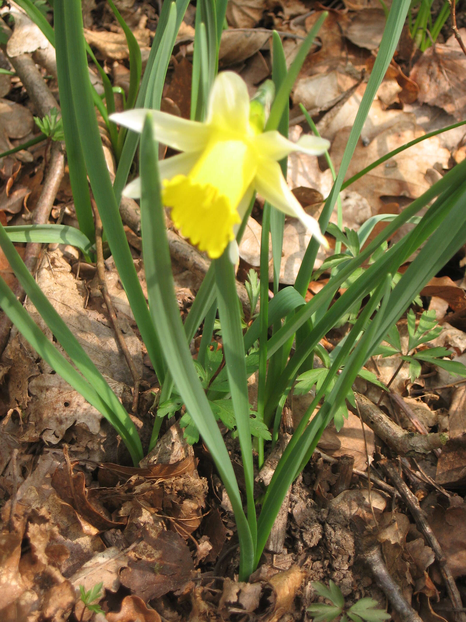 Image of daffodil