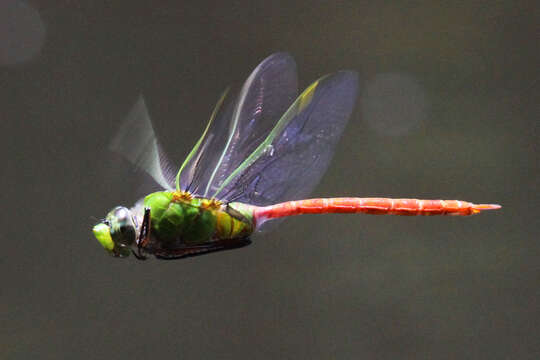 Image of Comet Darner