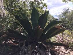 Image of Agave scaposa Gentry