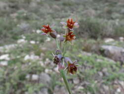 Tulbaghia capensis L. resmi