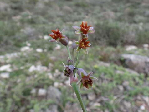 Imagem de Tulbaghia capensis L.