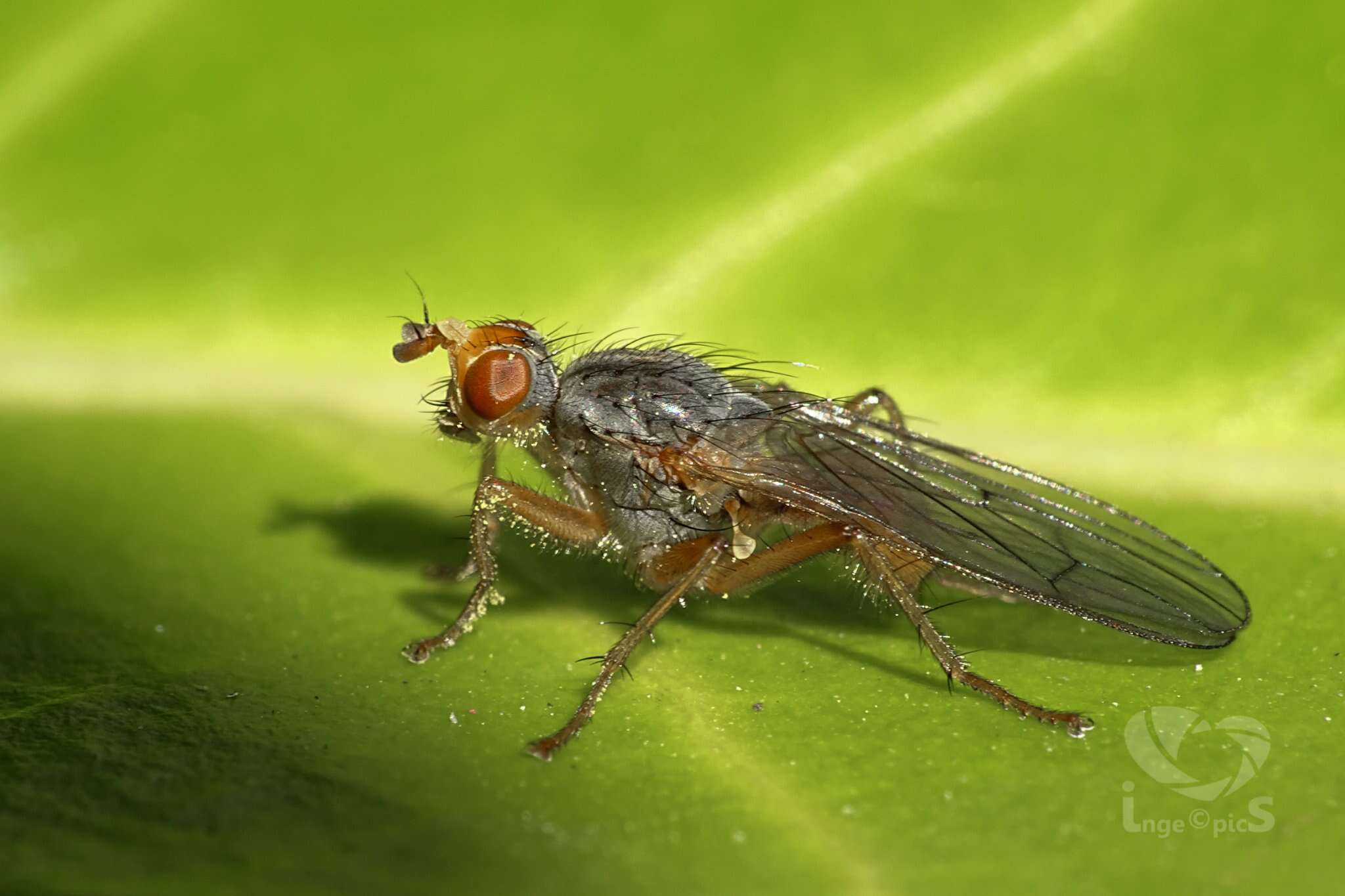 Image of dung-flies