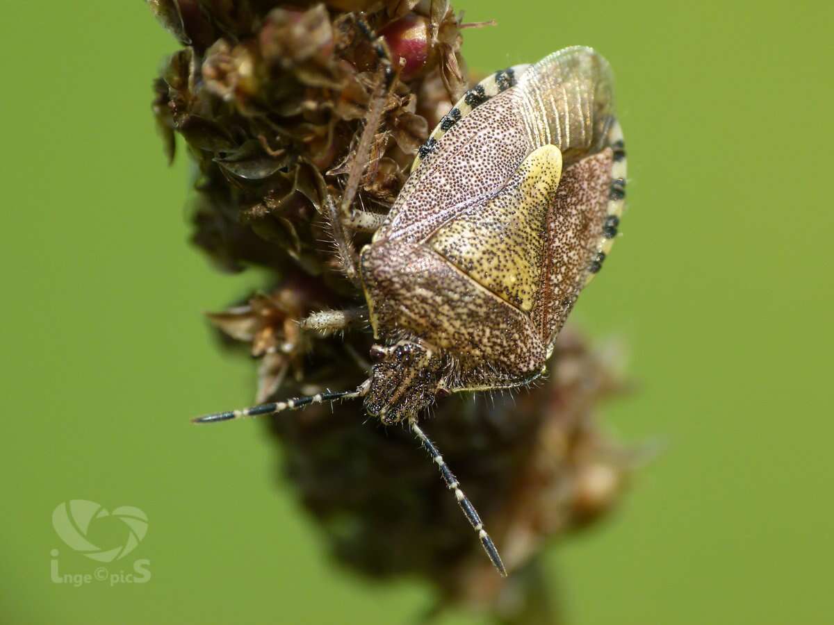 Image of sloe bug