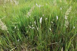 Image of Poterium tenuifolium var. alba (Trautv. & C. A. Mey.)