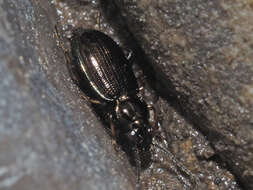 Plancia ëd Bembidion (Metallina) lampros (Herbst 1784)