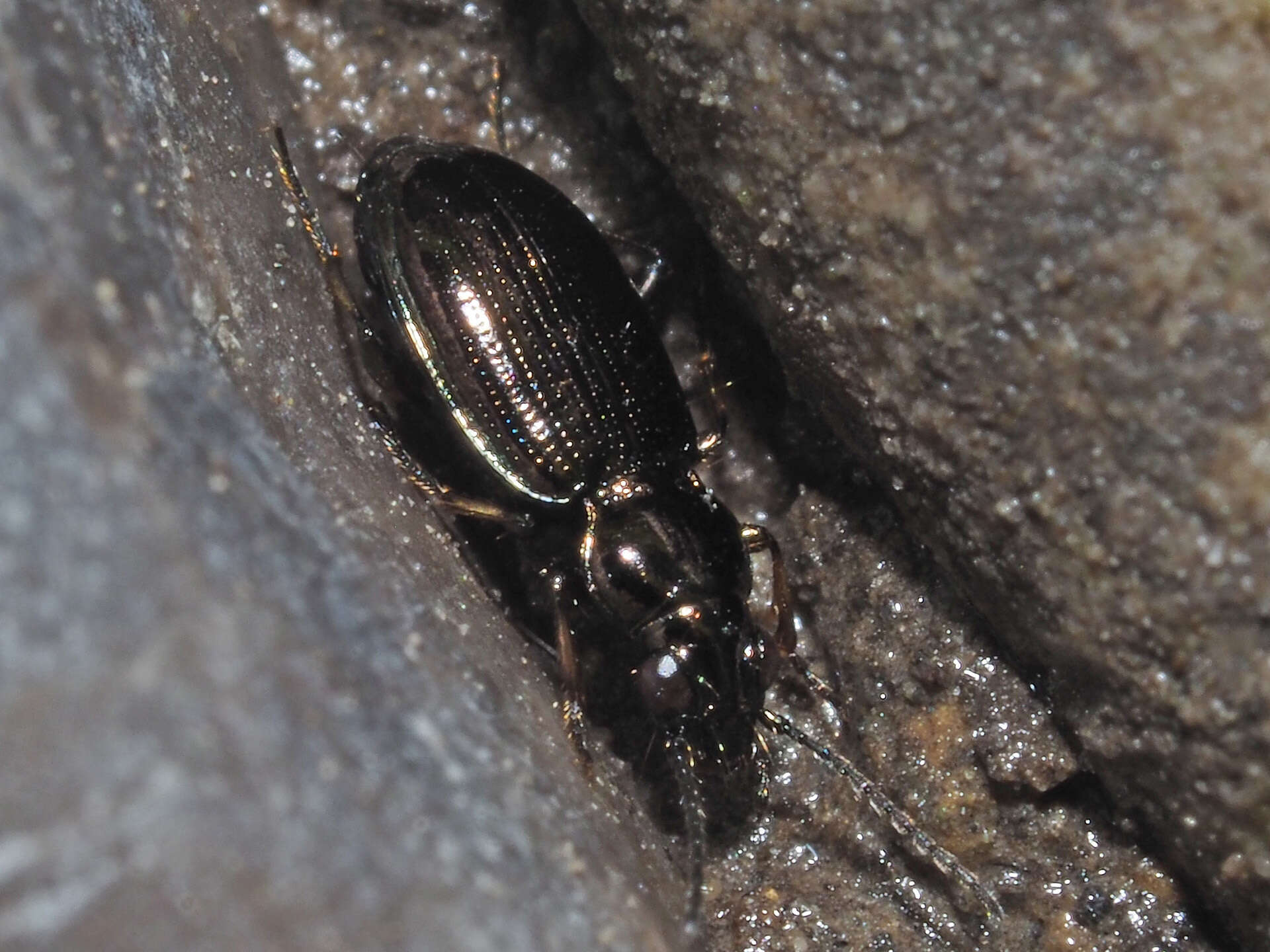 Plancia ëd Bembidion (Metallina) lampros (Herbst 1784)