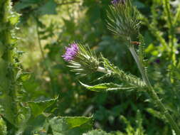 Image of Carduus acicularis Bertol.