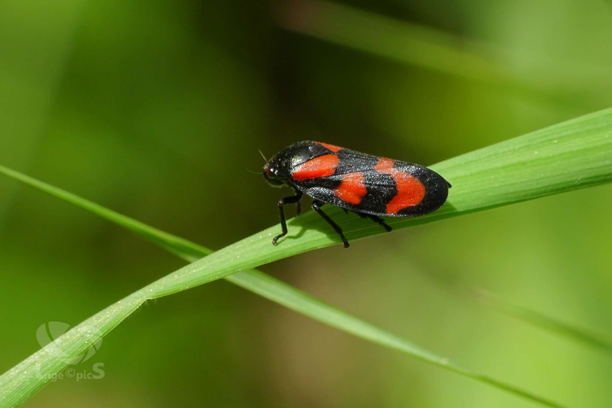 Image of froghoppers