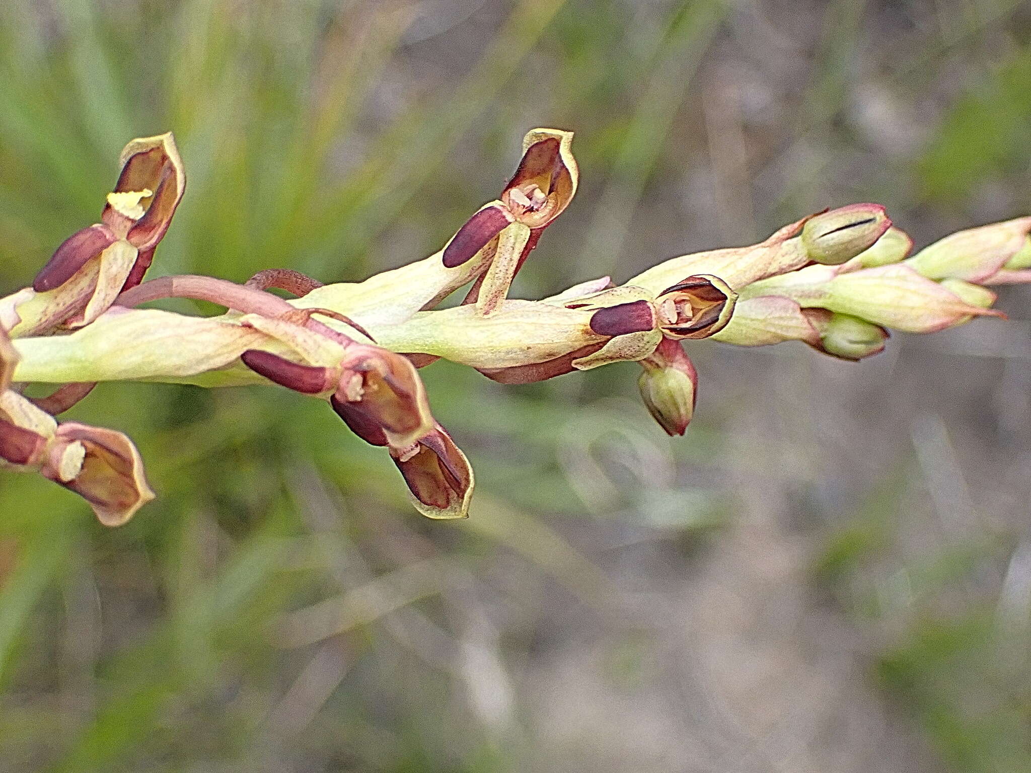 Image of Disa reticulata Bolus