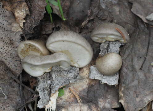 Image of Pleurotus calyptratus (Lindblad ex Fr.) Sacc. 1887