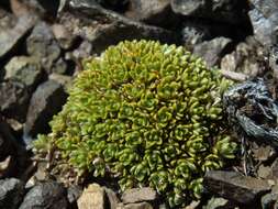 Image of Veronica ciliolata subsp. fiordensis (Ashwin) Meudt