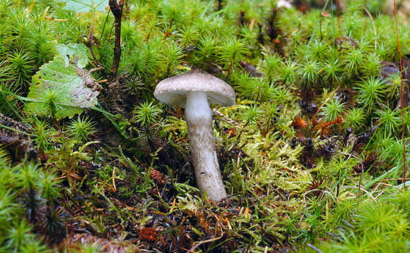 Image of Hygrophorus inocybiformis A. H. Sm. 1944