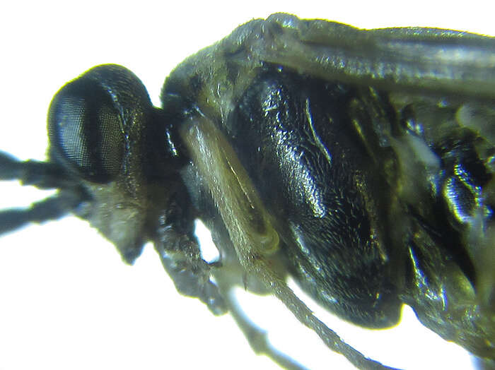 <i>Euura viduatina</i>的圖片