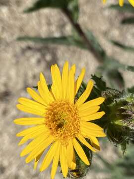 Image of Mexican alpinegold