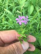 Image of winged lythrum