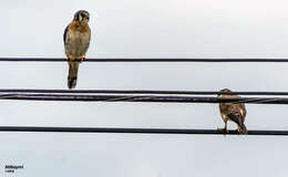 Image of Falco sparverius dominicensis Gmelin & JF 1788