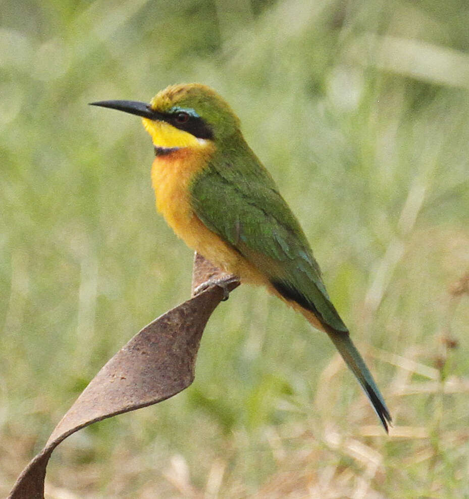 Image of Merops pusillus meridionalis (Sharpe 1892)