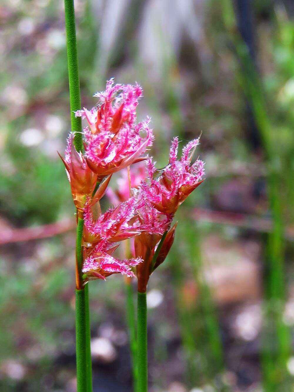 Lepyrodia cryptica B. G. Briggs & L. A. S. Johnson的圖片