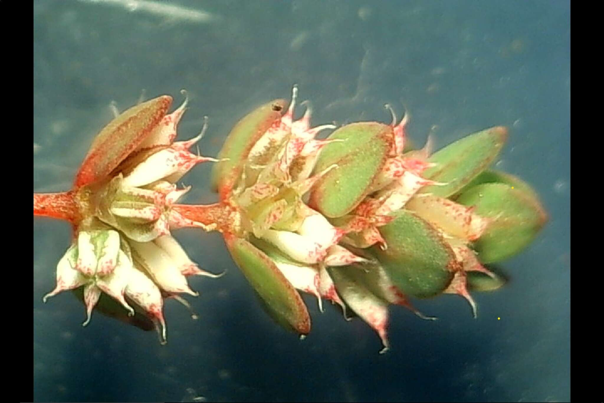 Image of coral necklace