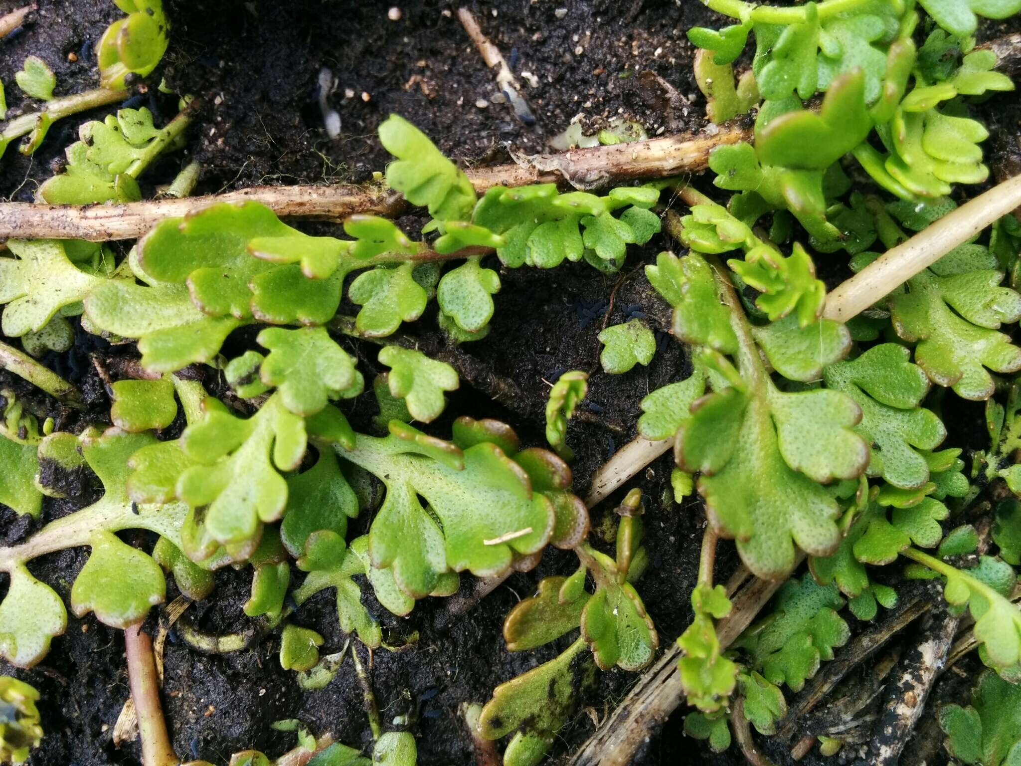 Image of Leptinella longipes Hook. fil.