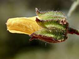 Image of Abutilon fraseri (Hook.) Walp.