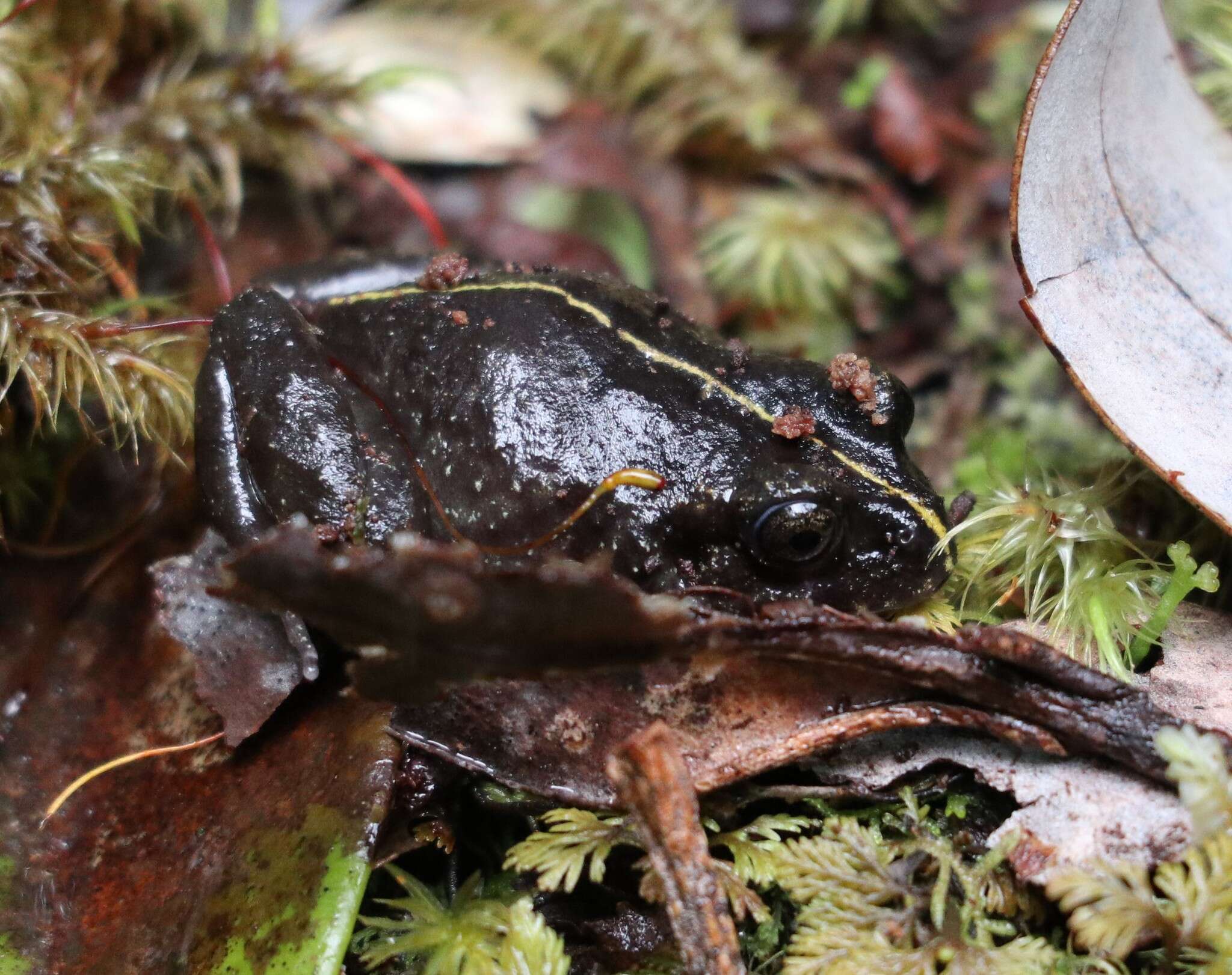 Image of Emilio's Ground Frog