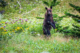 Image of Ussuri brown bear