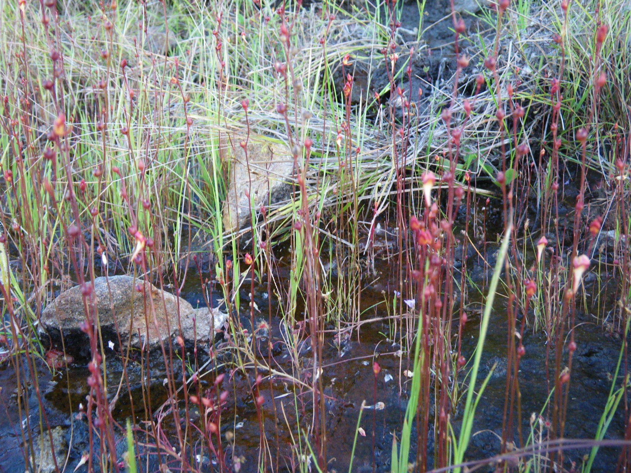 Imagem de Drosera banksii R. Br. ex DC.