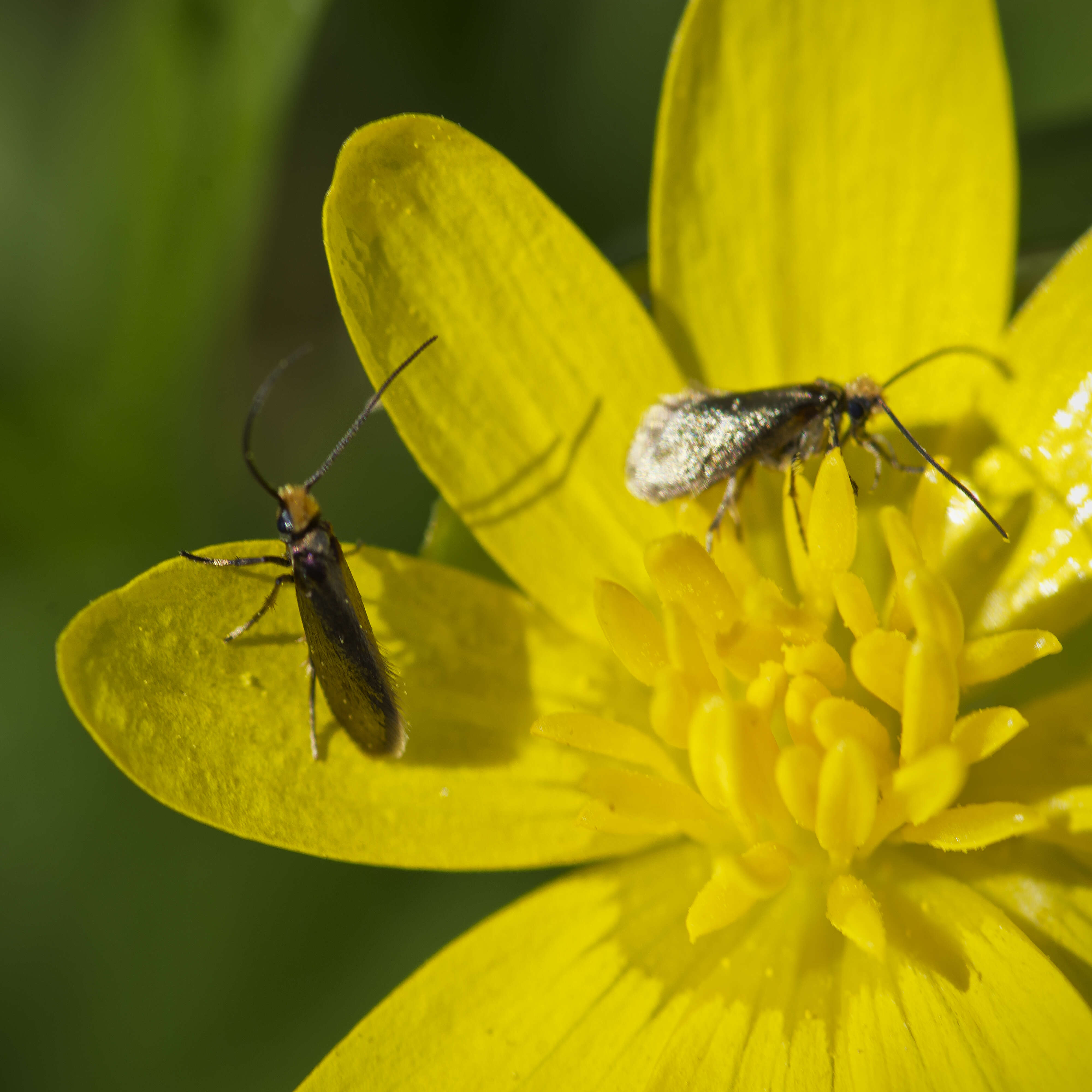 Image of marsh marygold moth