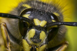 Image of Common wasp