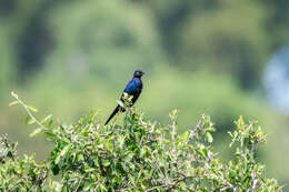 Image of Rueppell's Glossy-Starling