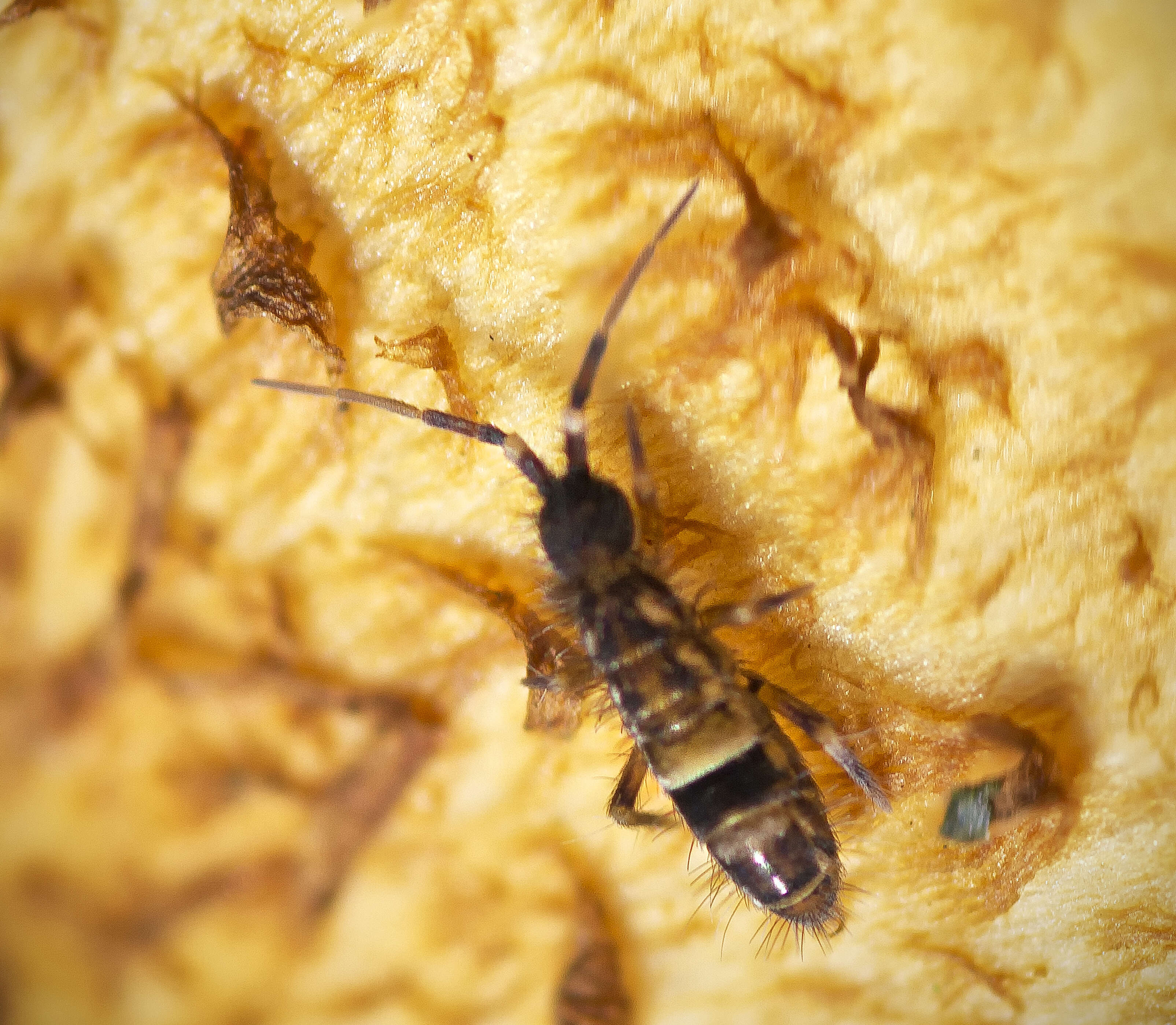 Image of hairy-back girdled springtail