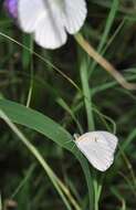 Image of Bushveld Purple Tip