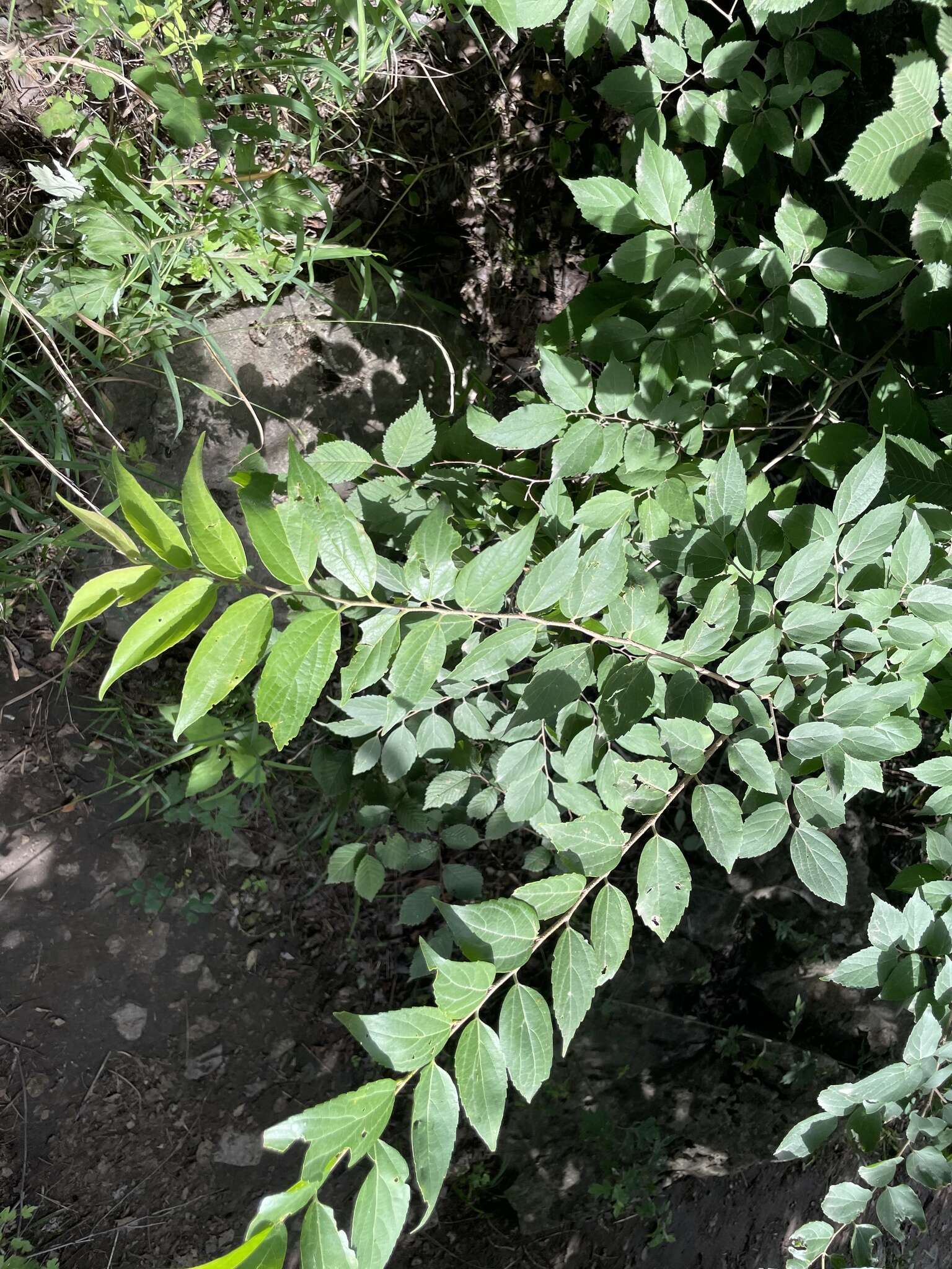 Image of Bunge's hackberry