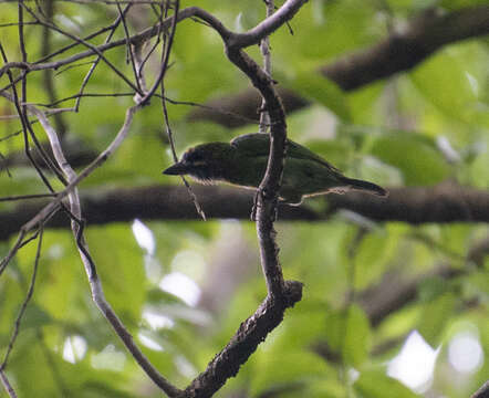 Image of Psilopogon duvaucelii orientalis (Robinson 1915)