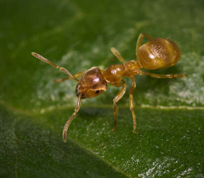 Image de Lasius flavus (Fabricius 1782)