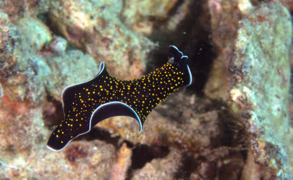 Image of Yellow papillae flatworm