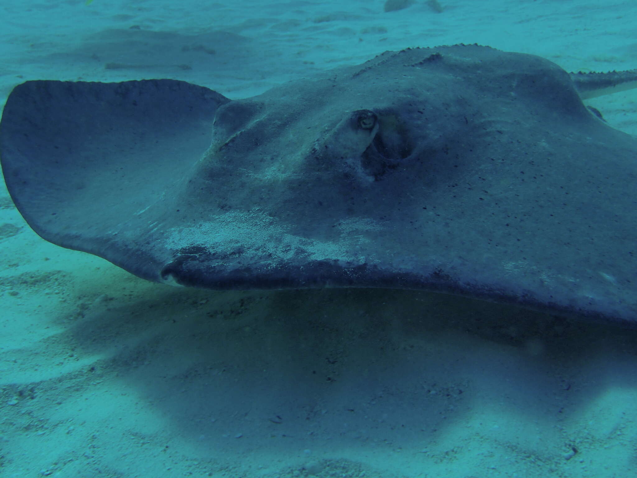 Image of Southern stingray