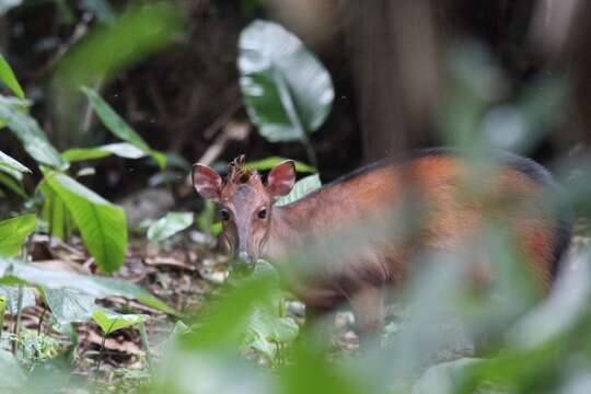 Image of Peters' Duiker