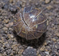 Image of Pill woodlouse