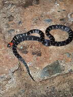 Image of Clark's Ground Snake