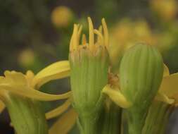 Image of dune ragwort