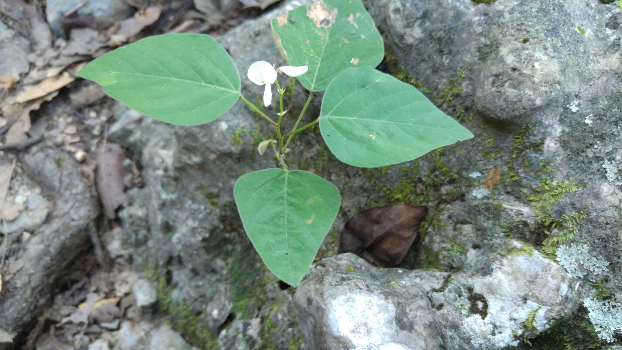 Image of Lindheimer's ticktrefoil