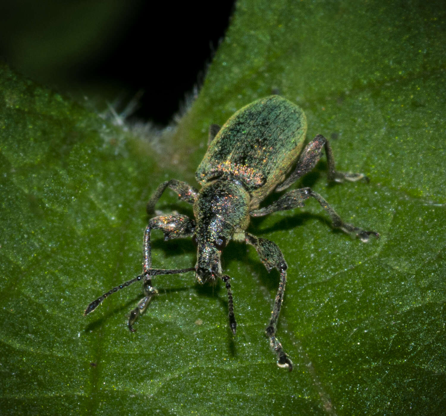 Image of Phyllobius (Metaphyllobius) pomaceus Gyllenhal 1834