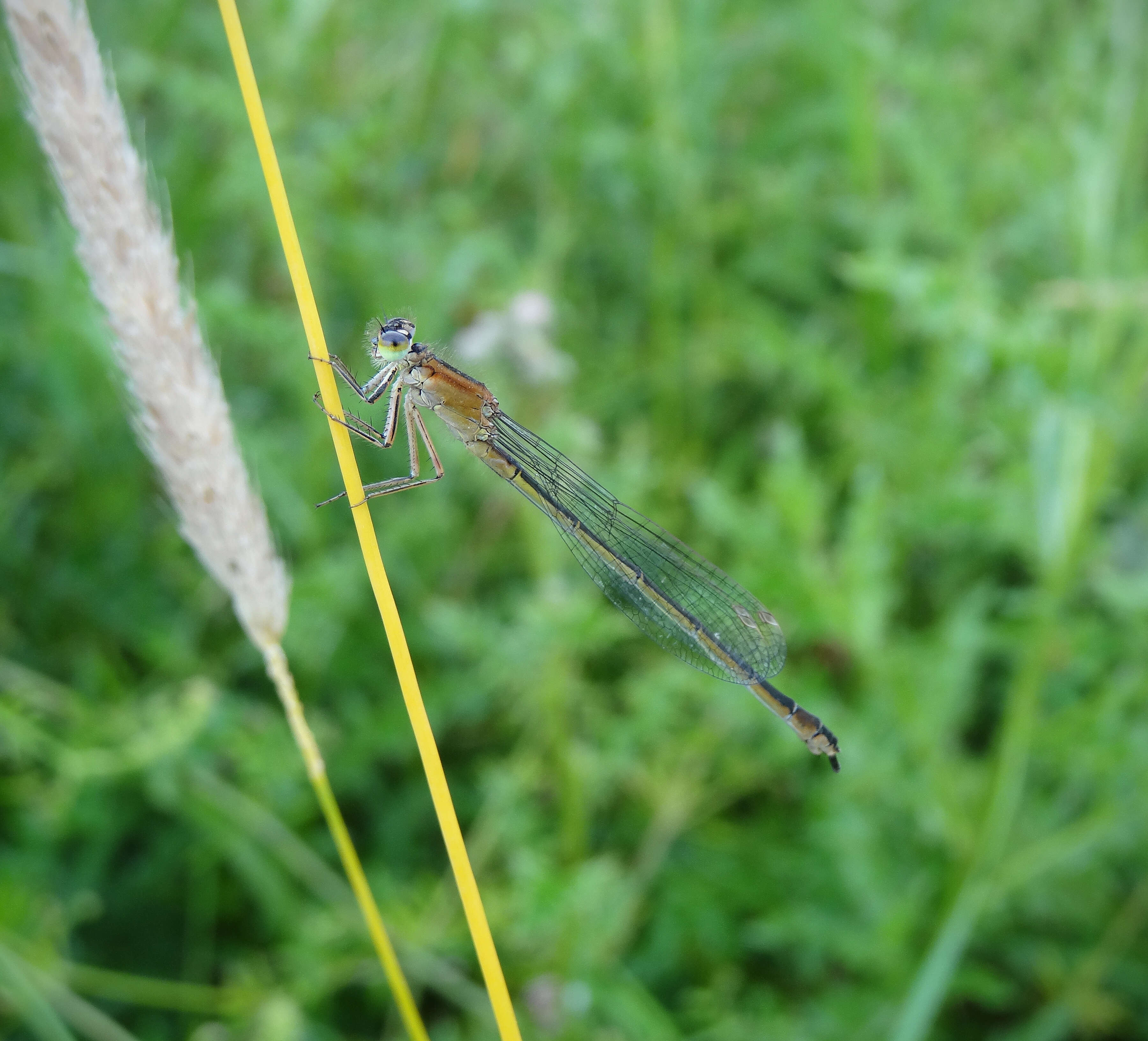 Imagem de Ischnura elegans (Vander Linden 1820)