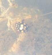 Image of Sunburst Diving Beetle