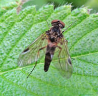 Image of Chrysopilus cristatus